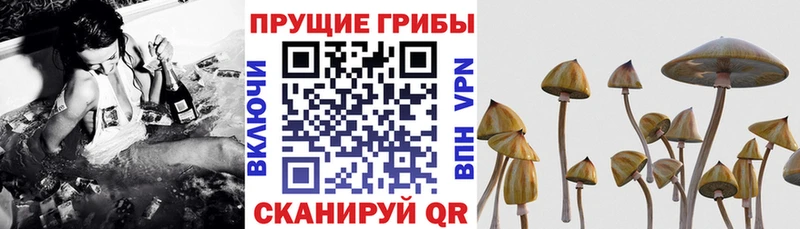 Галлюциногенные грибы Psilocybine cubensis  Кисловодск 